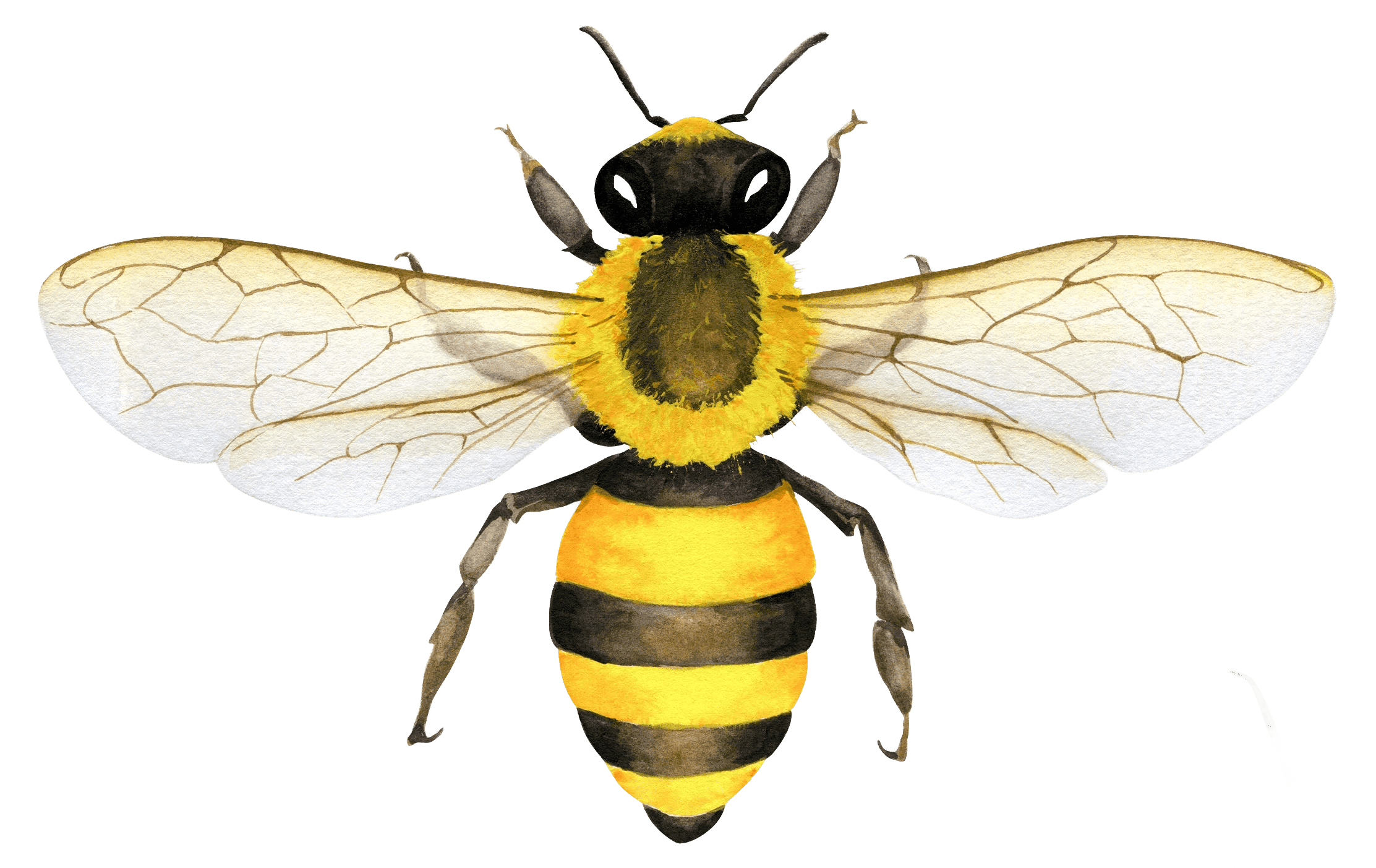 watercolor bee illustration