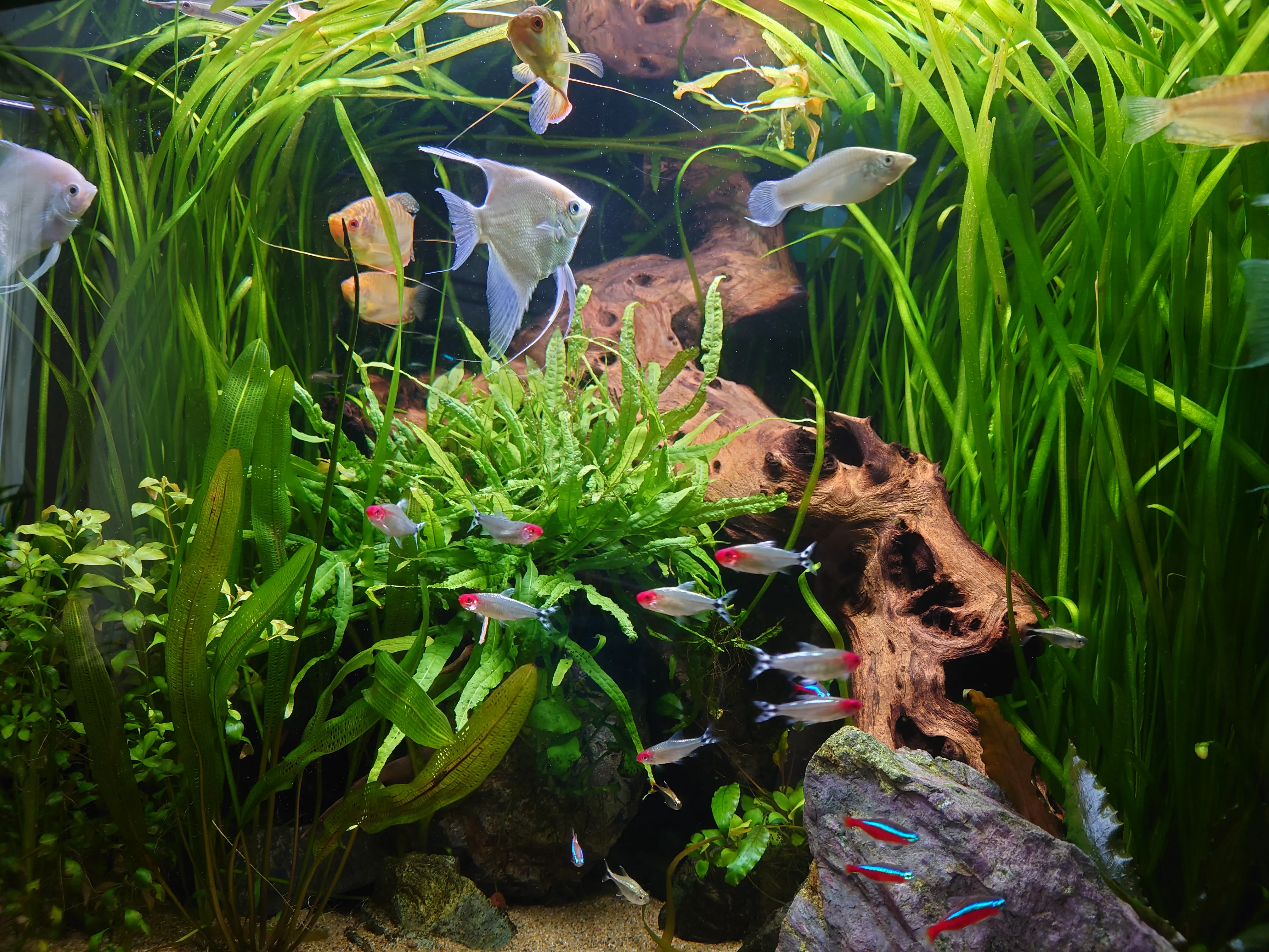 水草と流木を組み合わせた淡水アクアリウムの水槽レイアウト