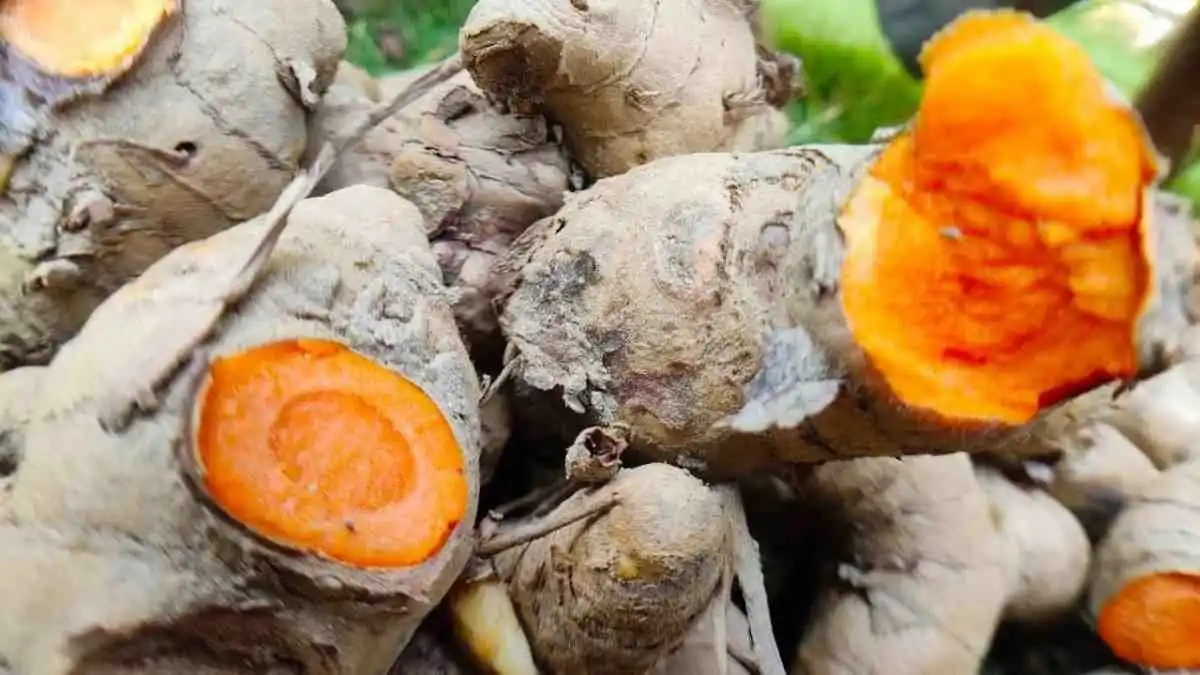 <img src="jungle-lake.jpg" alt="A tranquil lake with greenish water surrounded by lush, dense jungle vegetation">
