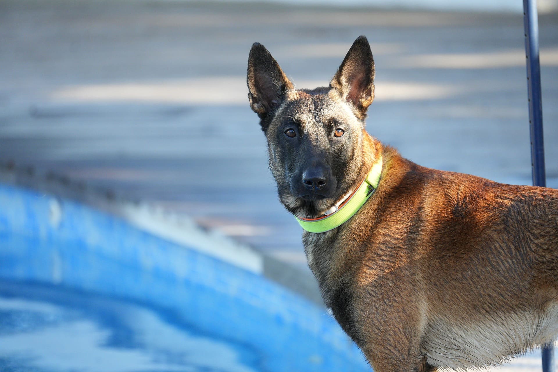 A Belgian Malinois is standing near a pool.