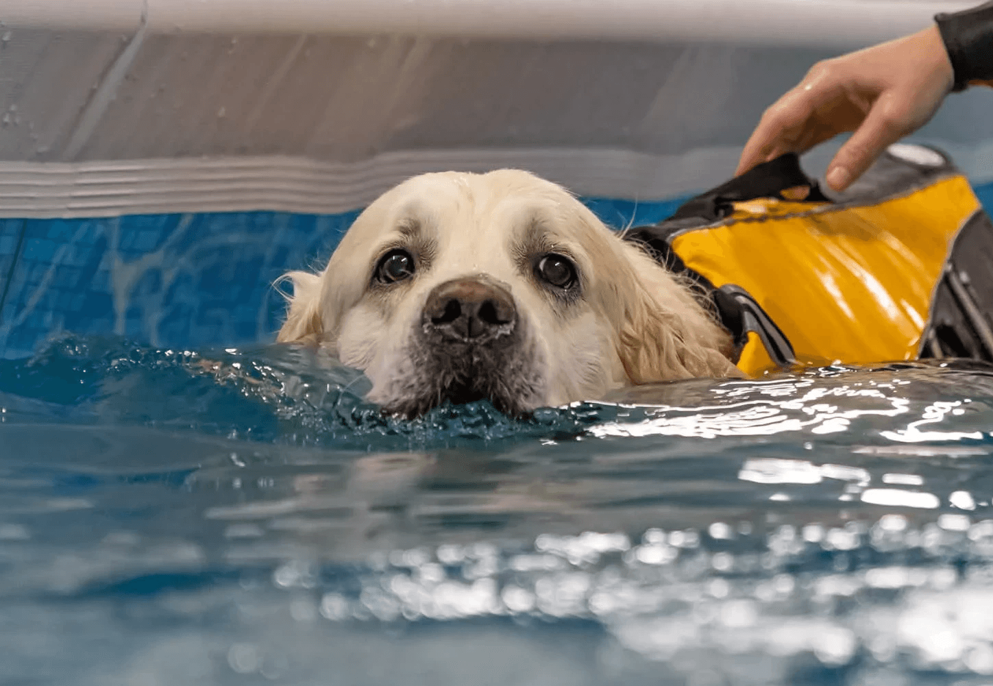 golden retriever puppy on focus photo
