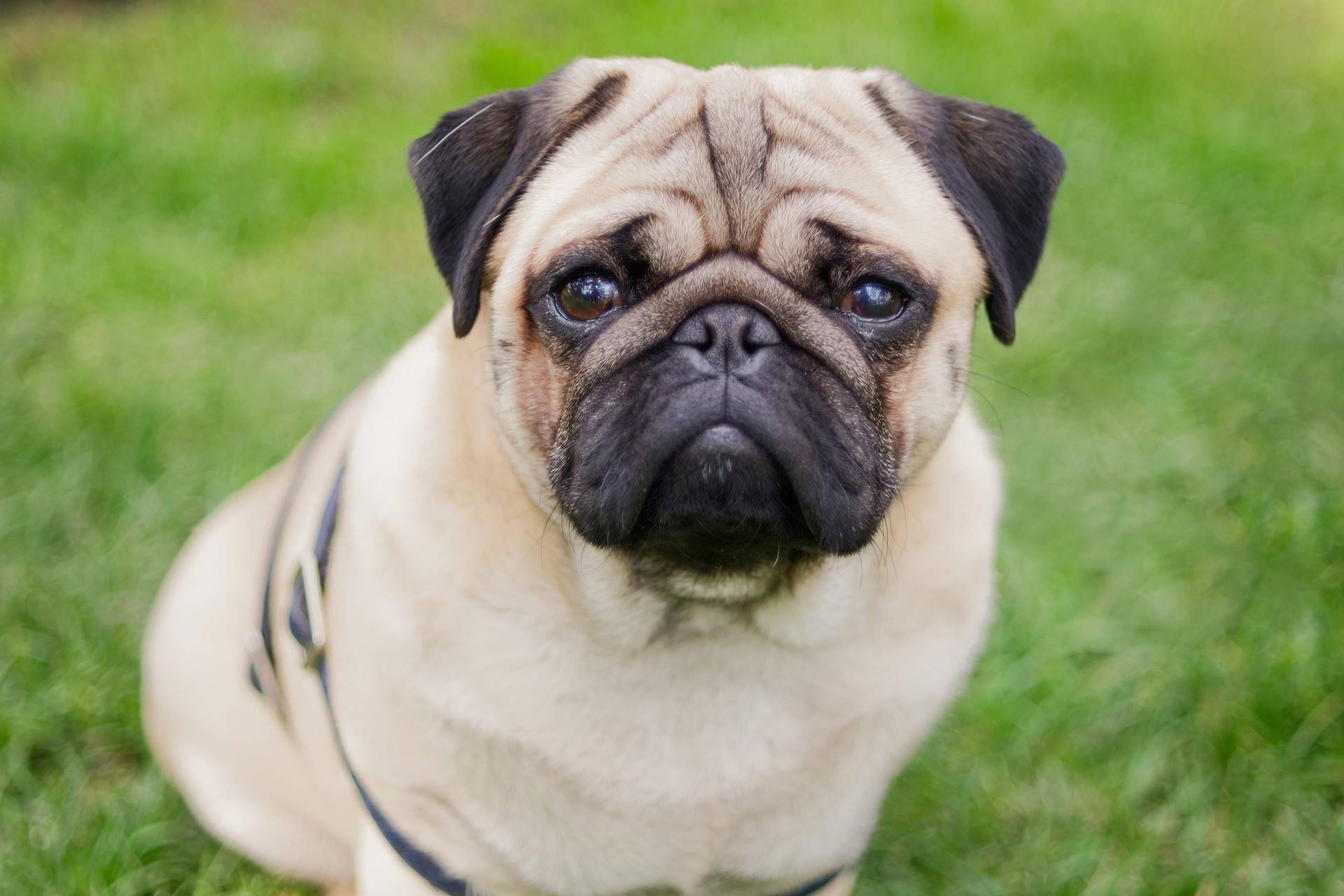 Pug Distinct Habits