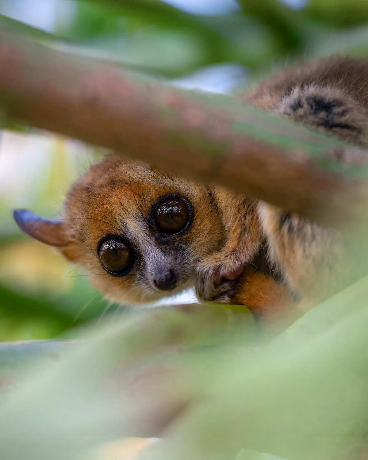 Lemur raton en Andasibe, Madagascar