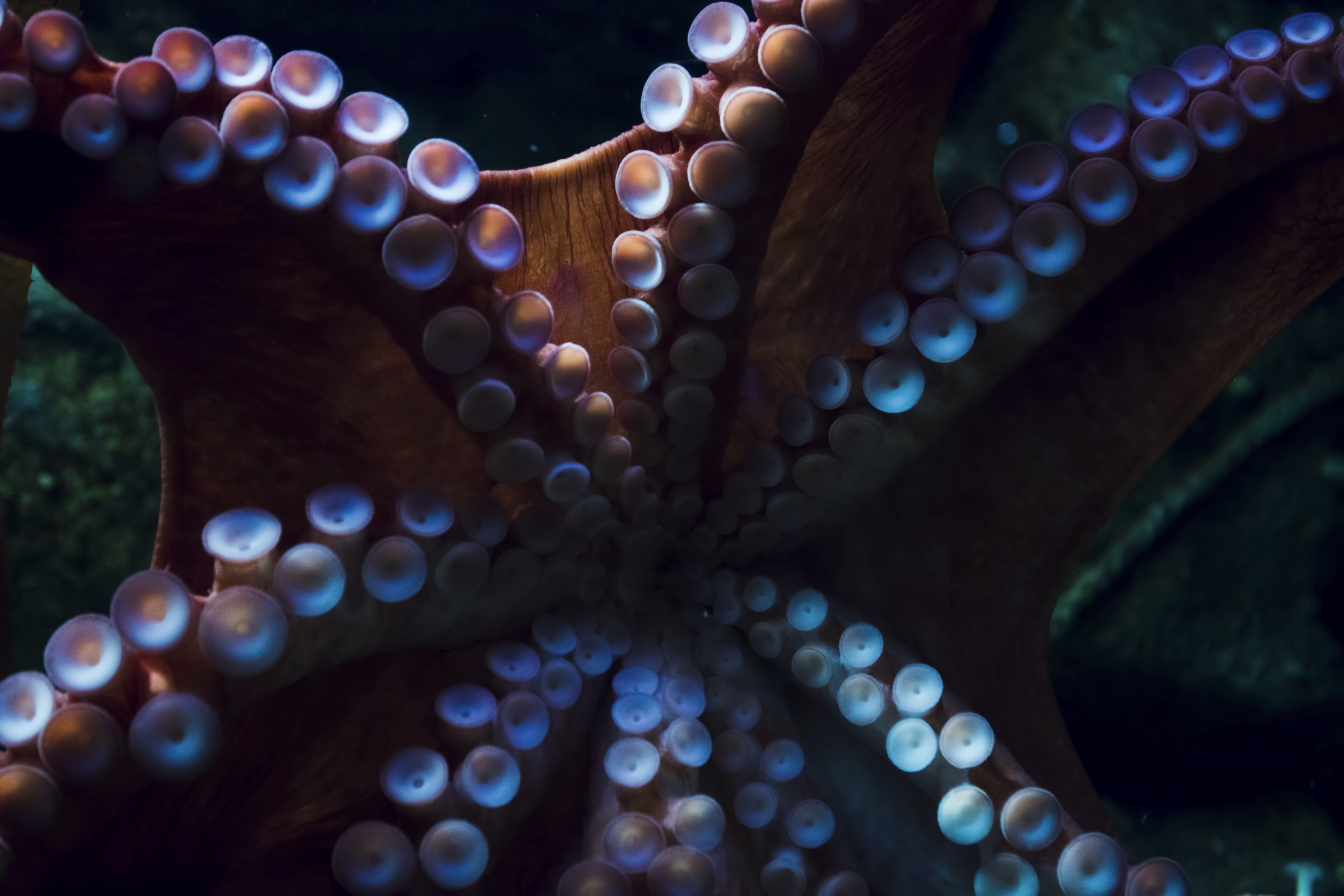 Close up, underwater ocean photograph of octopus tentacles, about to swim away from the camera