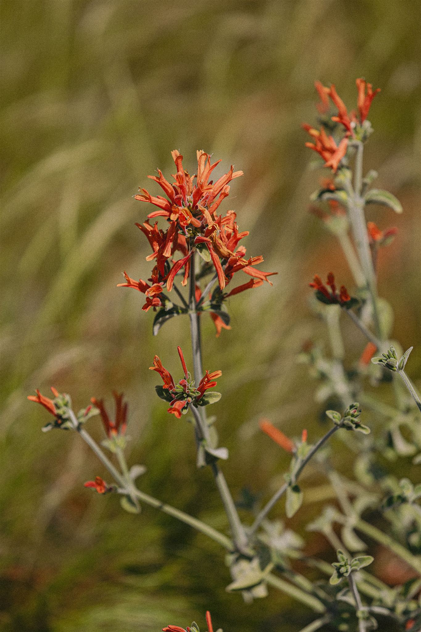 Jacobinia Suberecta Eiviss Garden