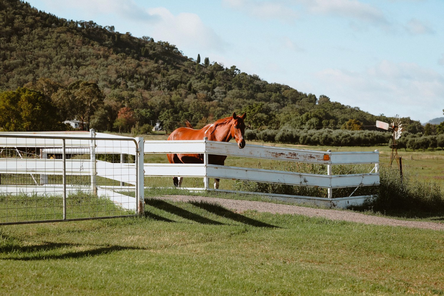 horse on a ranch