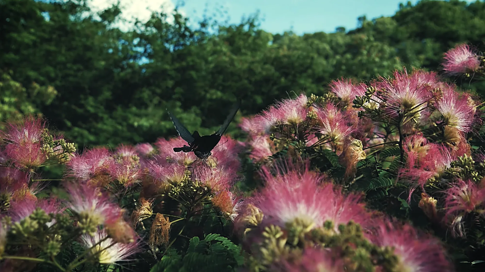 A silk tree in pink bloom near Kurokawa Onsen with a butterfly among the flowers