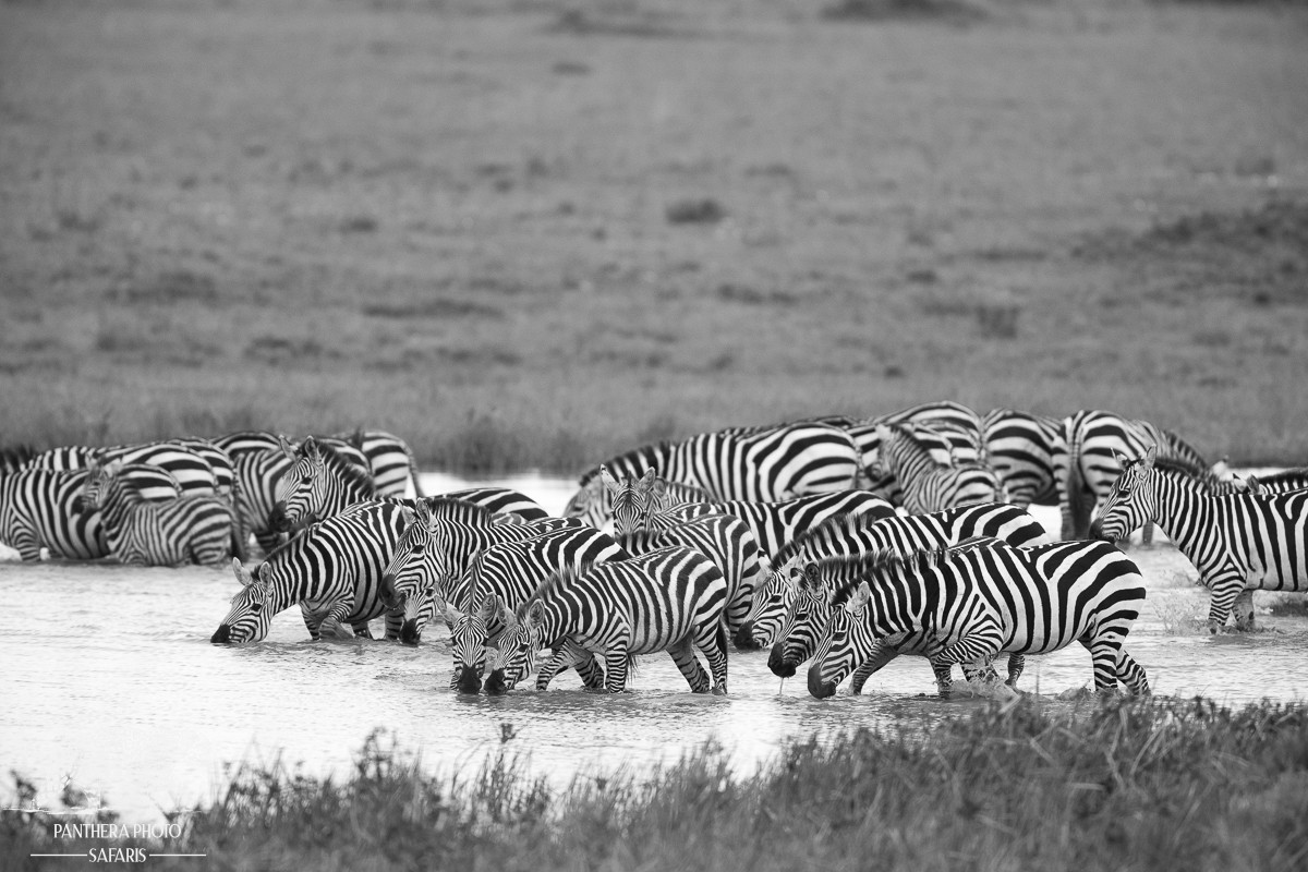 Central Serengeti 2023 Trip Report