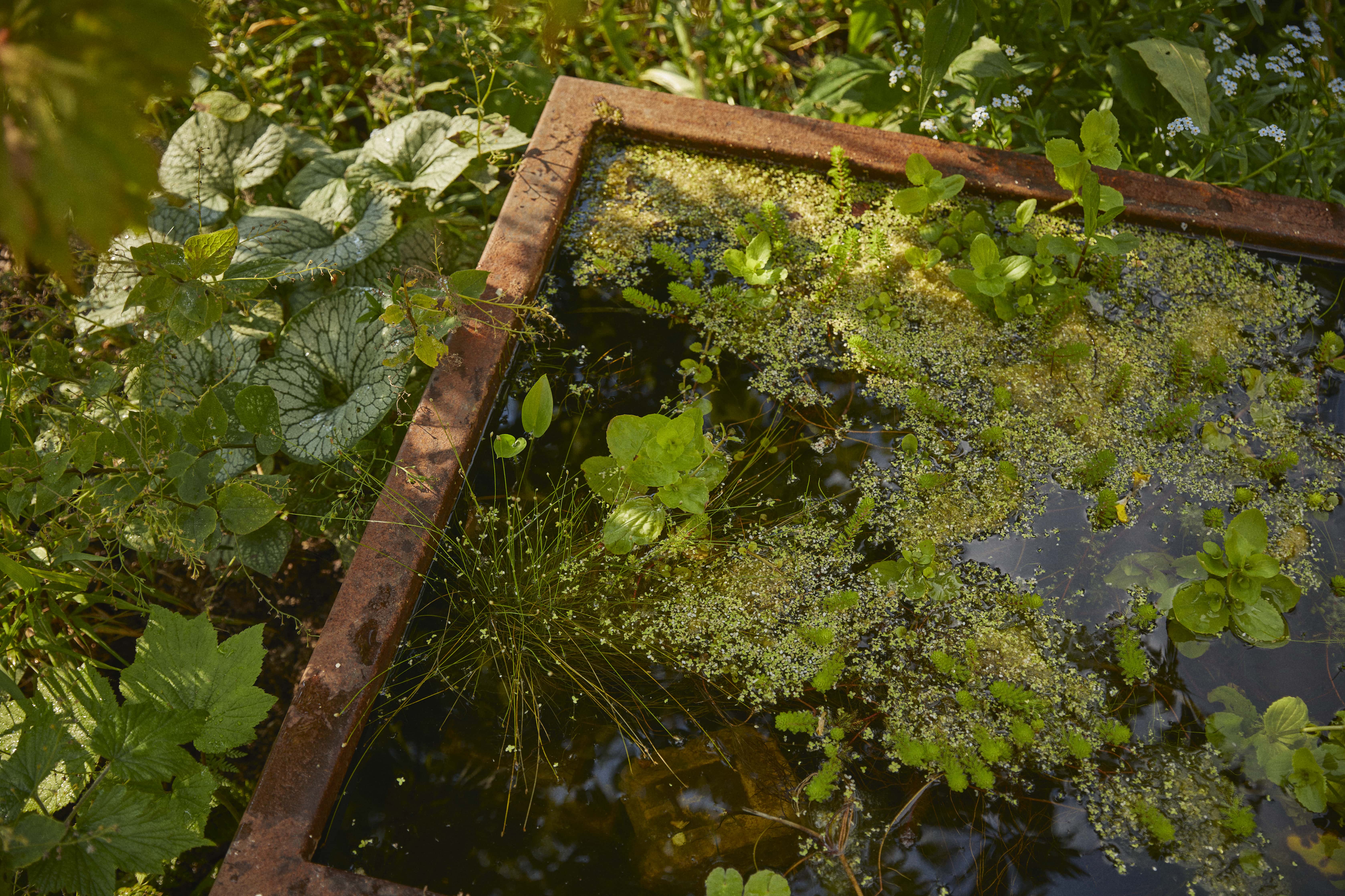 View of pond