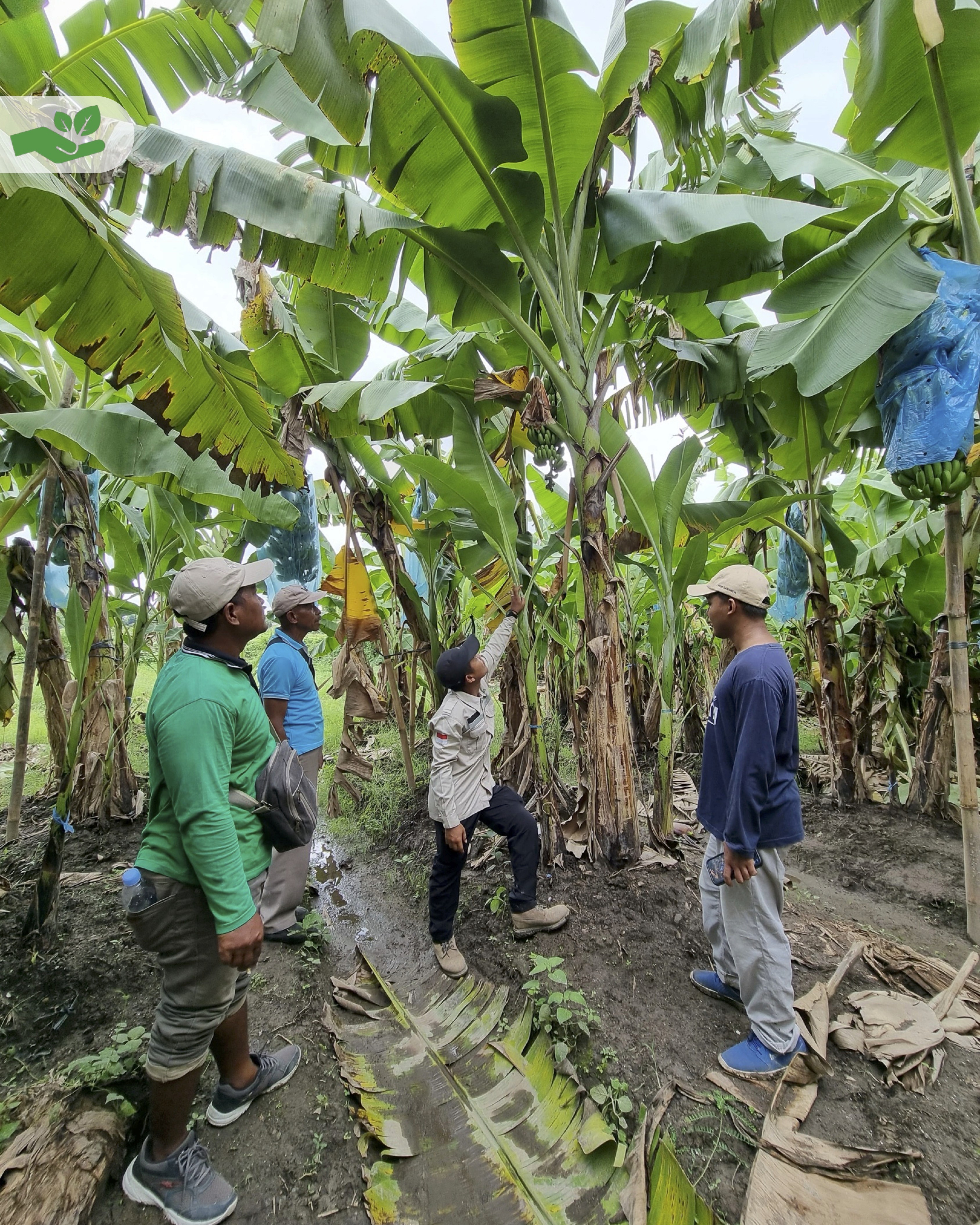 Banana Cultivation Training at PT Rocky Lintas Utama