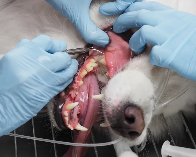 Zahnbehandlung und Inspektion des Gebisses beim Hund unter Narkose.