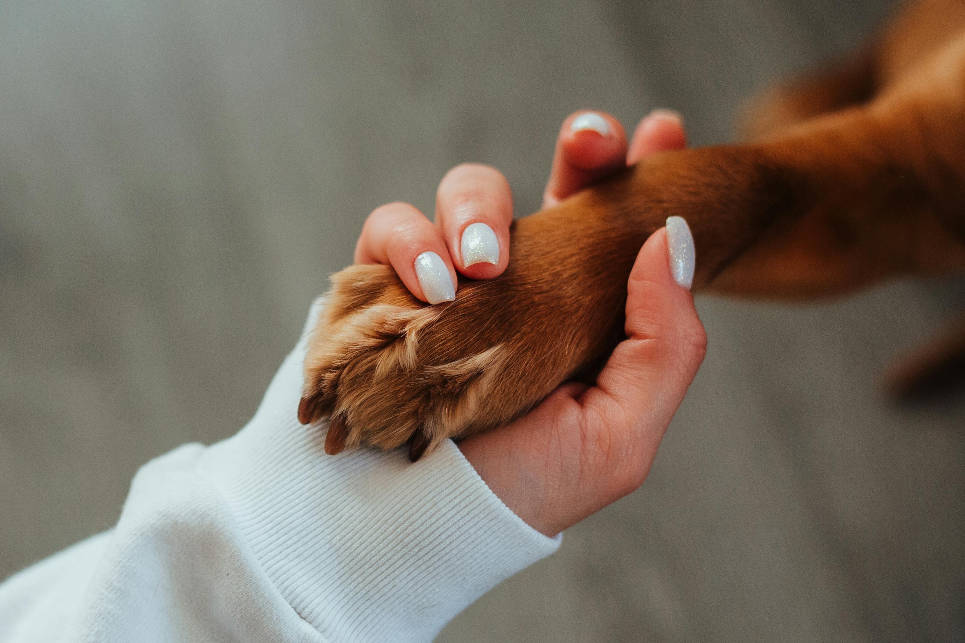 Close up of a woman's hand holding the paw of a dog with brown fur.