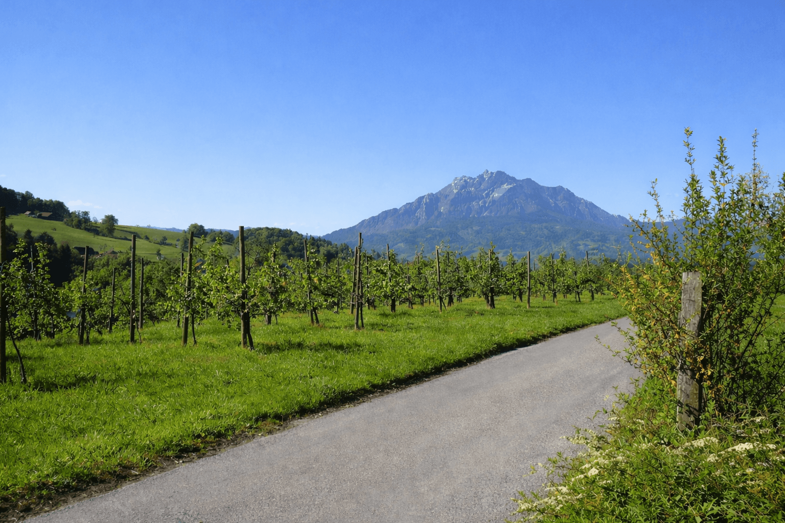 Ausblick auf unsere Felder und den Pilatus im Sommer