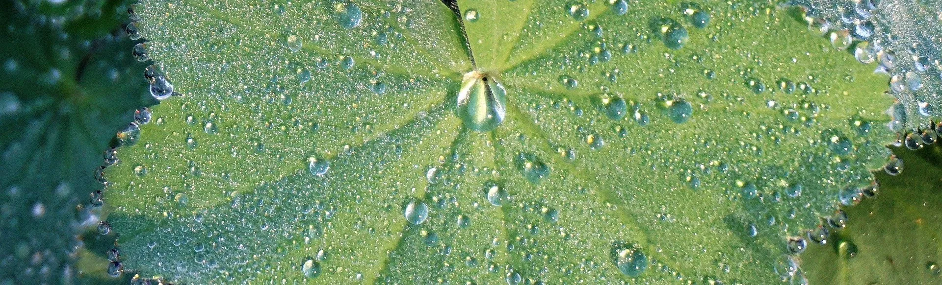 Ein mit Tropfen bedecktes Blatt.