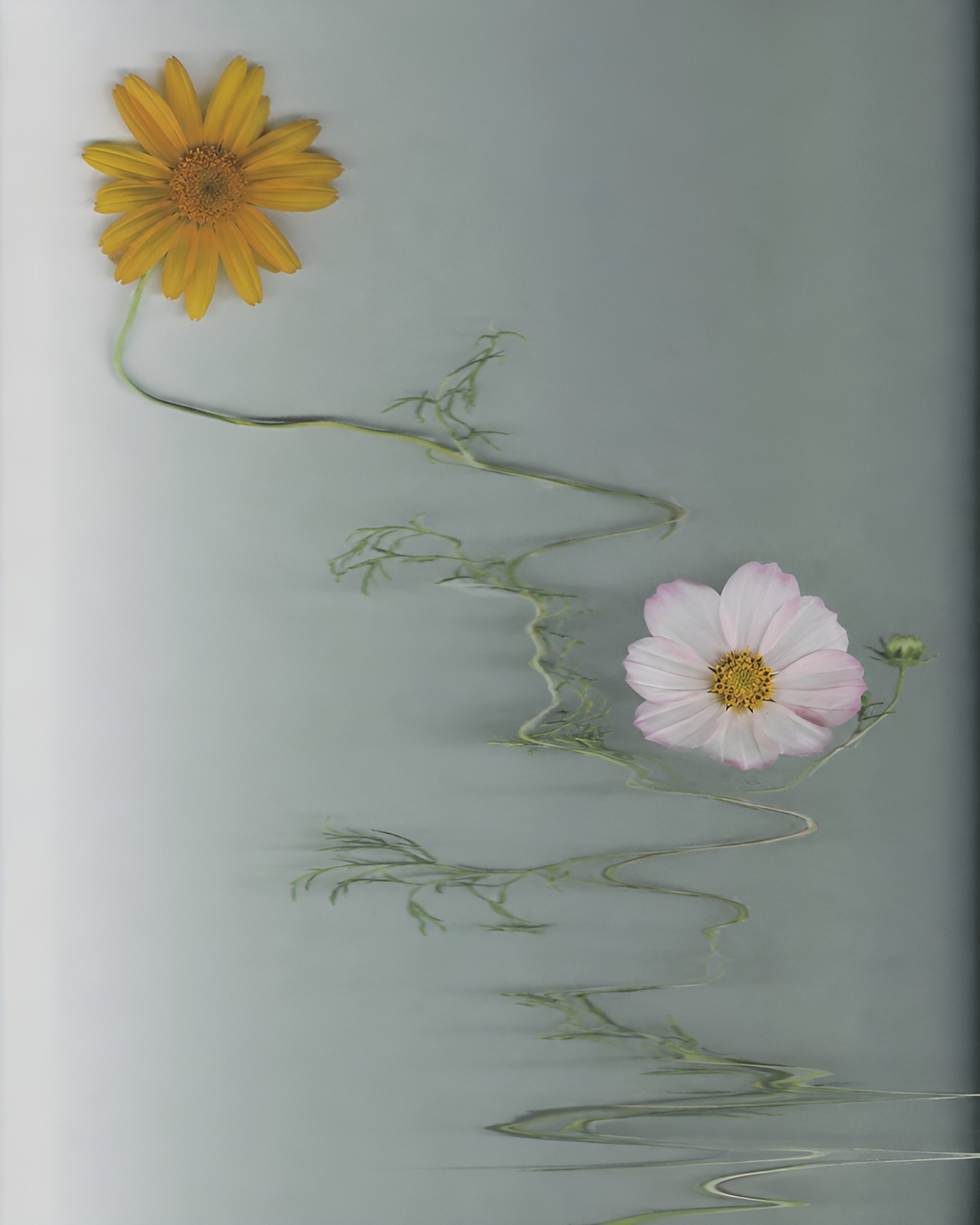 Photocopy-style image of two flowers — one yellow and one white — with a distorted green stem against a minimal dark background.