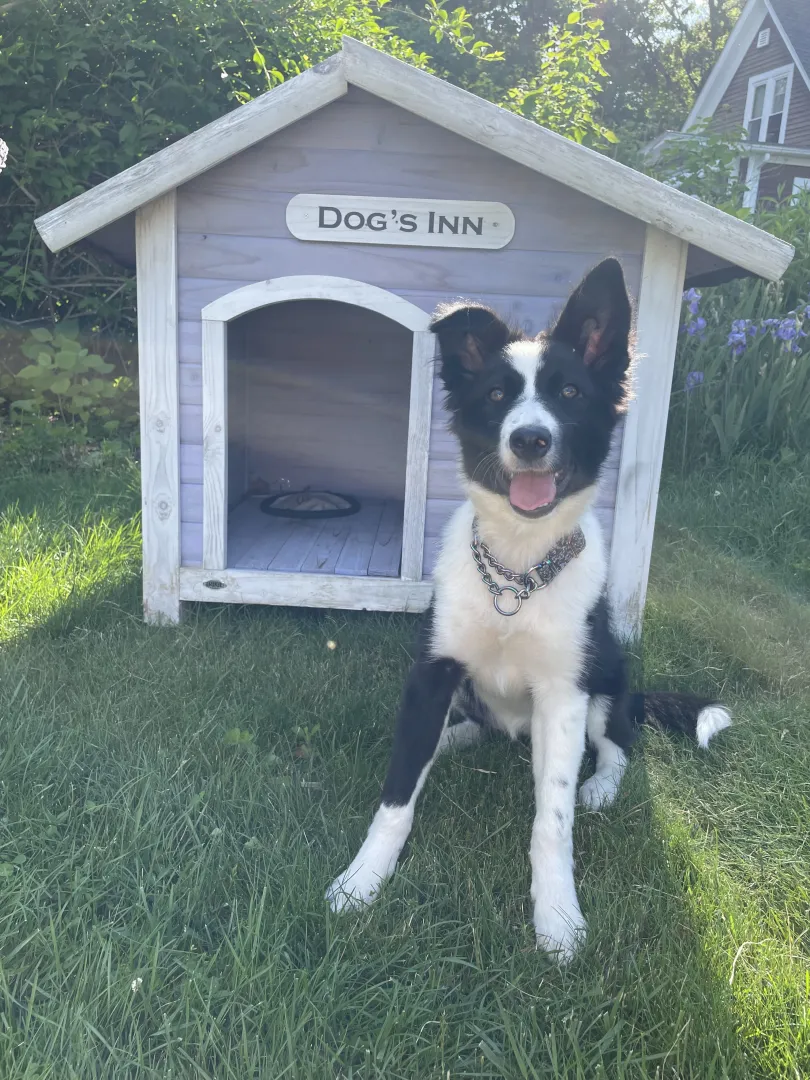 Border Collie in front of house