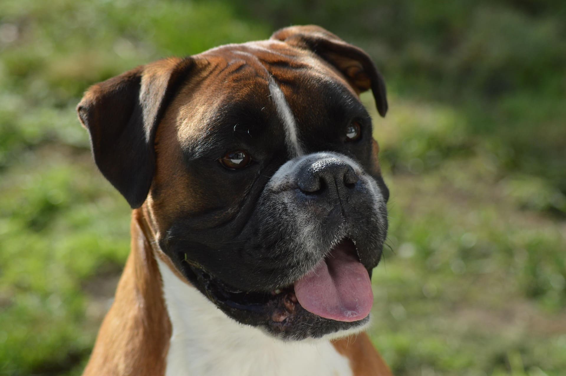 A Boxer is looking up and sticking its tongue out while standing on the grass.