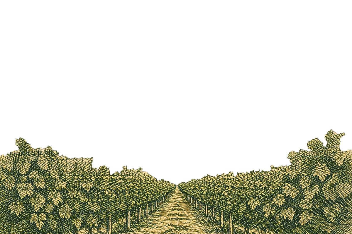 Vineyard rows with green leafy vines, sunlit. Pathway between rows. Dark sky above.