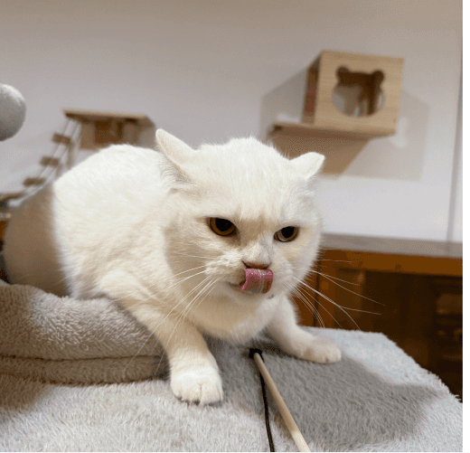 Cool cat pawstreet with best care