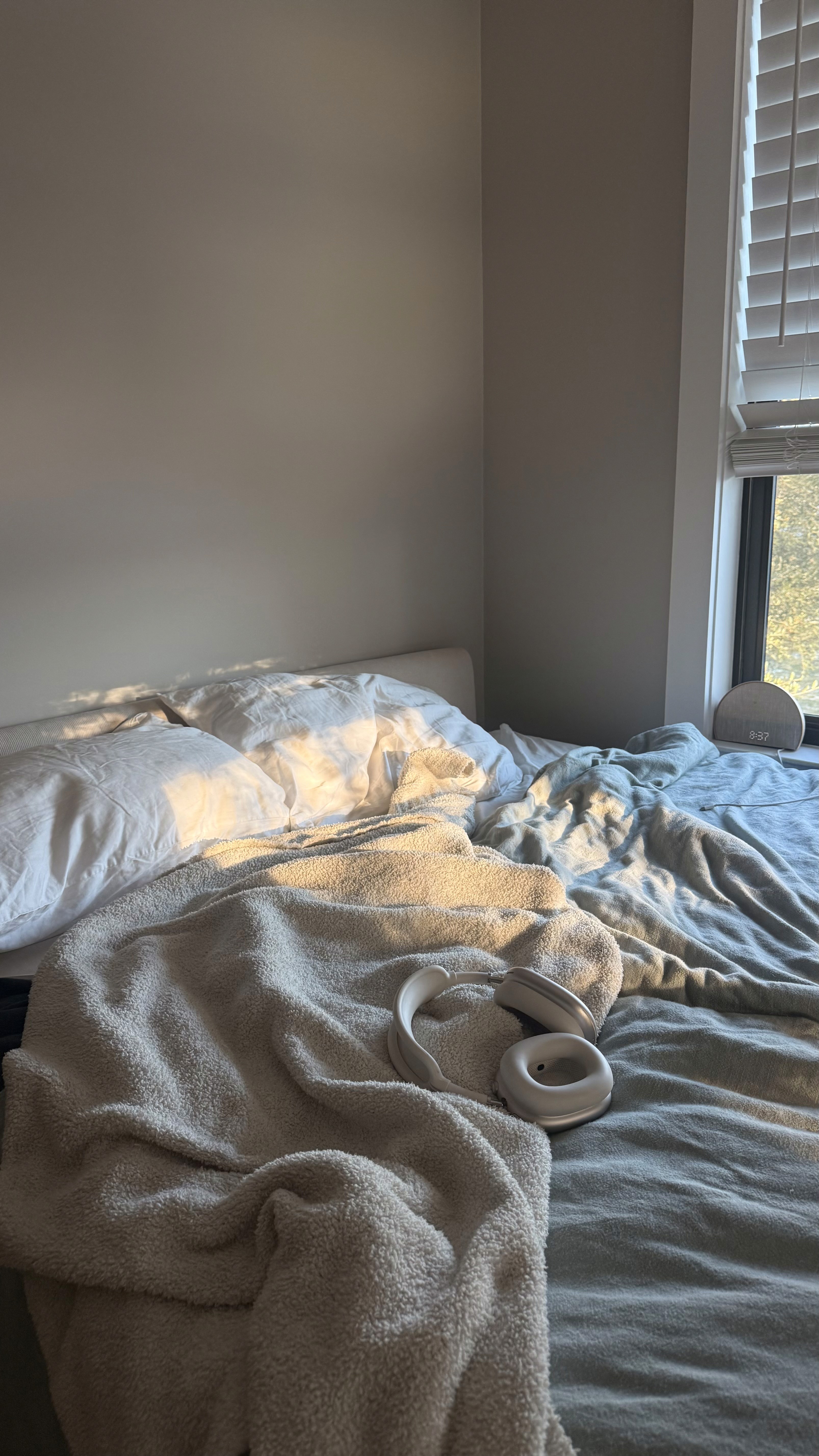 Cat in warm sunlight