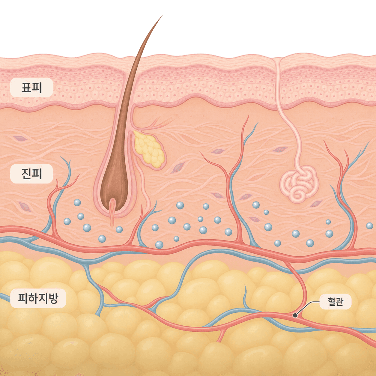 주사한 층 가까이 지나가는 작은 혈관의 위치예요