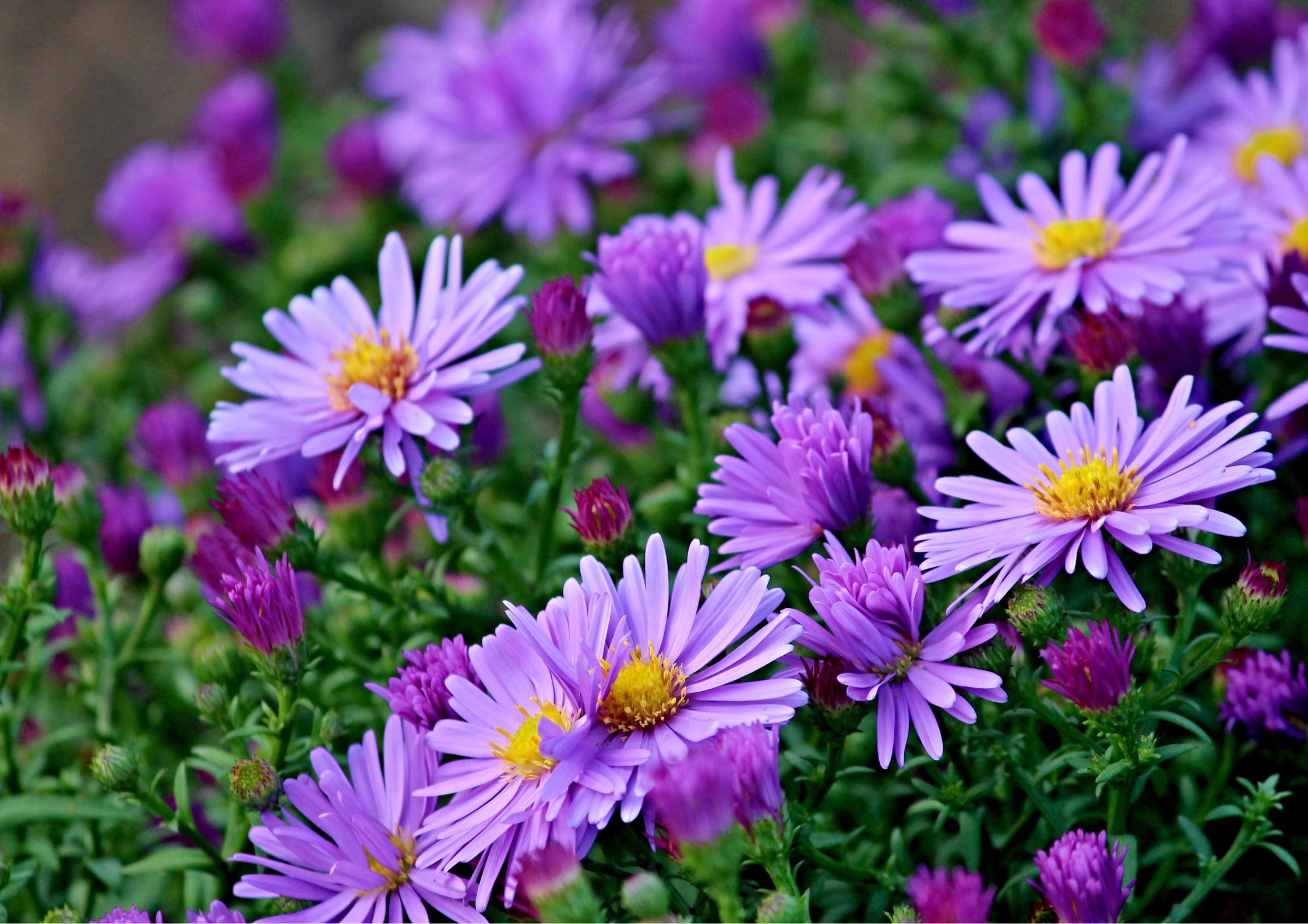 Variety of autumn flowers in full bloom