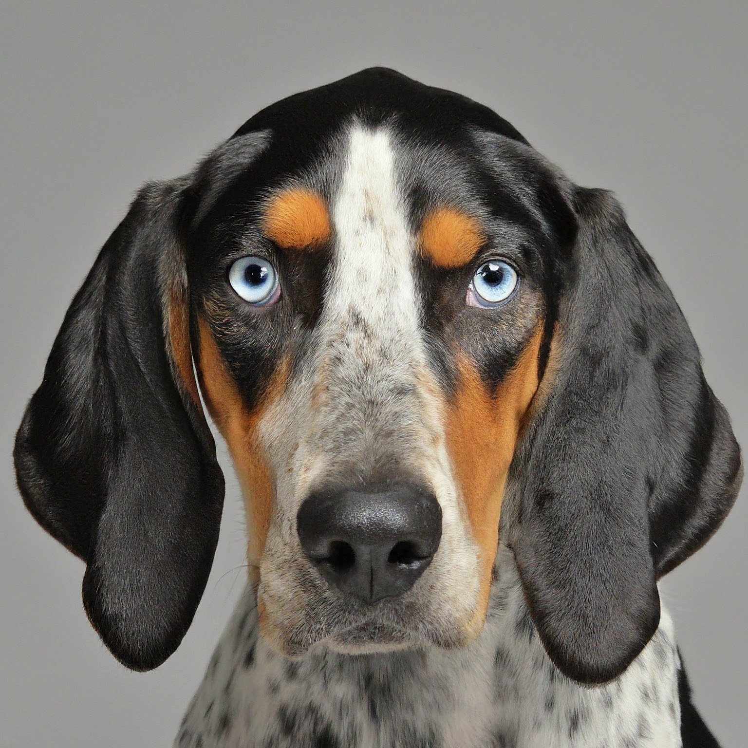 BUDDYUNO, American Leopard Hound