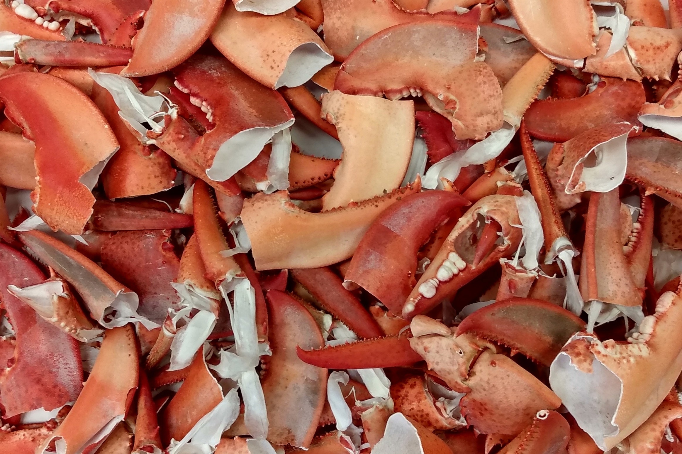 Crab waste used to make biocrab wallpaper