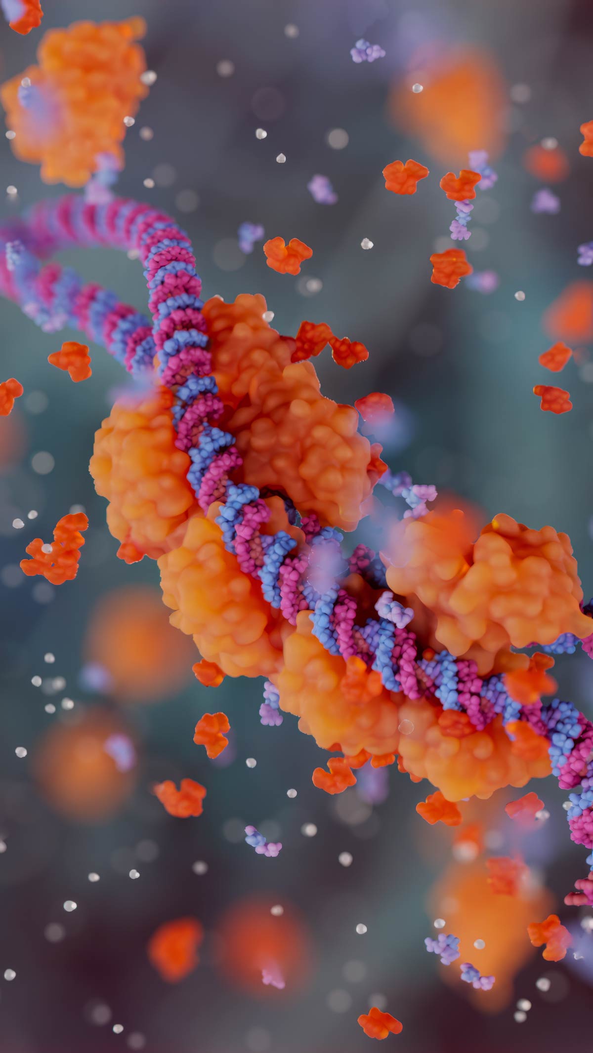 cGAS molecules interacti with the RNA-DNA hybrid in the cell cytoplasm