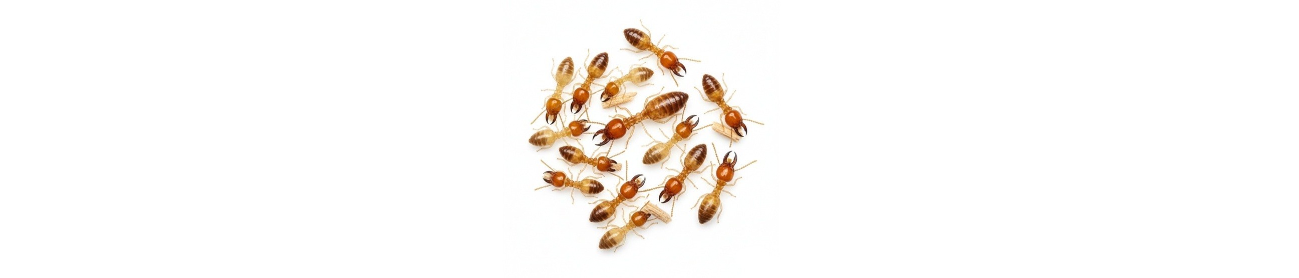 Termite-image