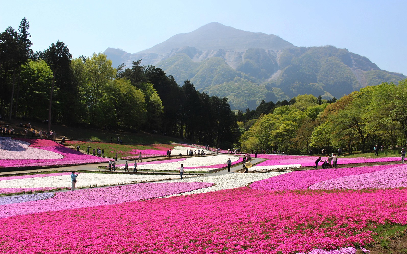 Larangan ng mga rosas at puting bulaklak na may bundok sa likuran, Seibu Pass, Japan.