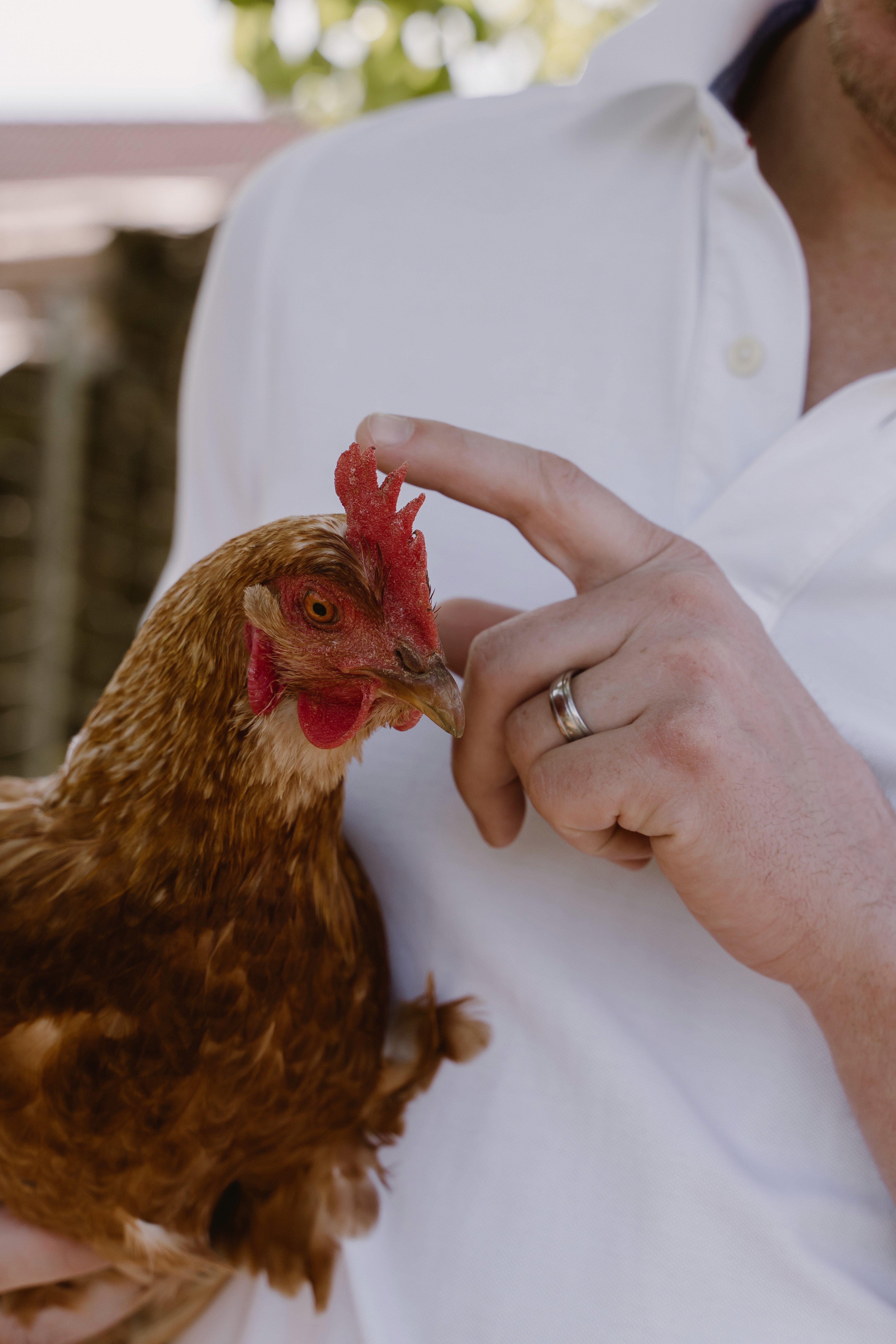 Close-up of green leaves at Florent Garden, celebrating sustainable gardening