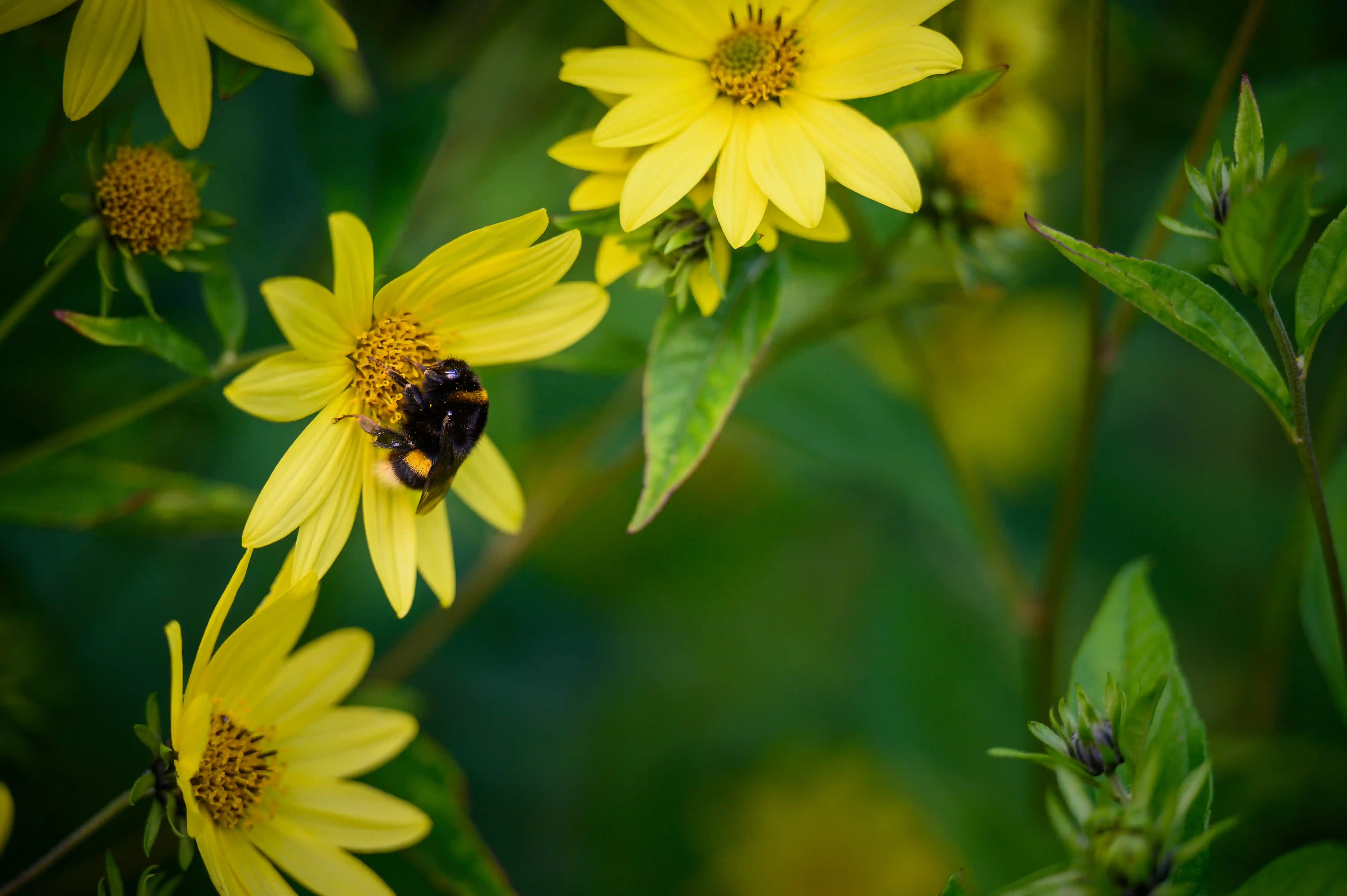 Bij in de seniorentuin