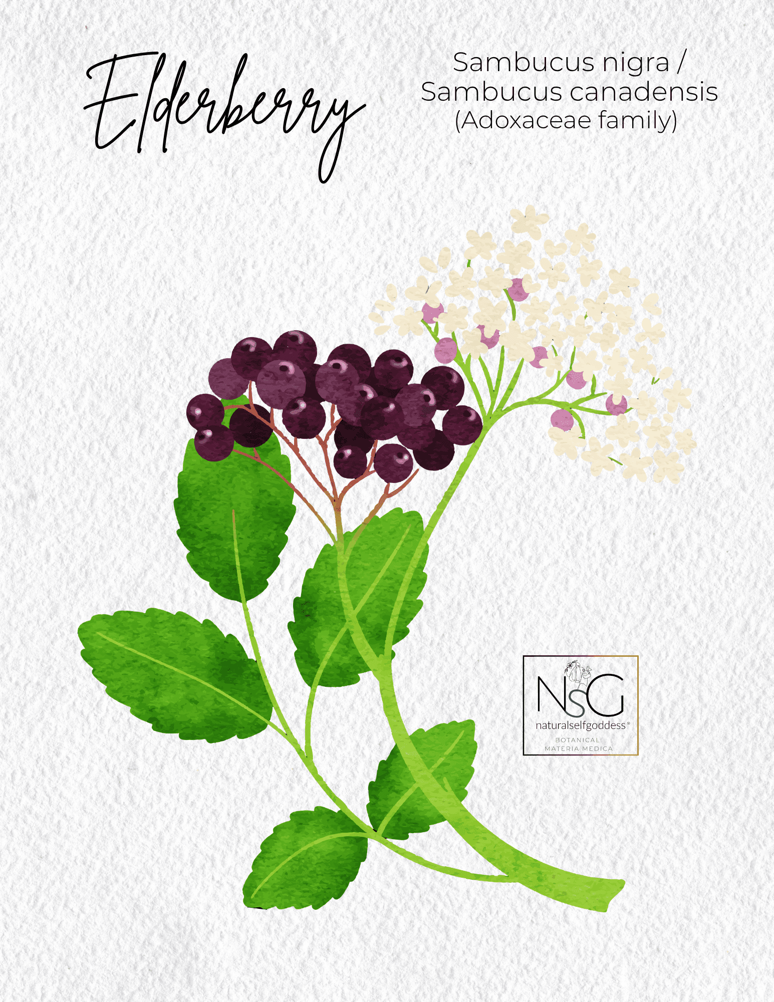 Alfalfa Materia Medica NaturalSelfGoddes 
