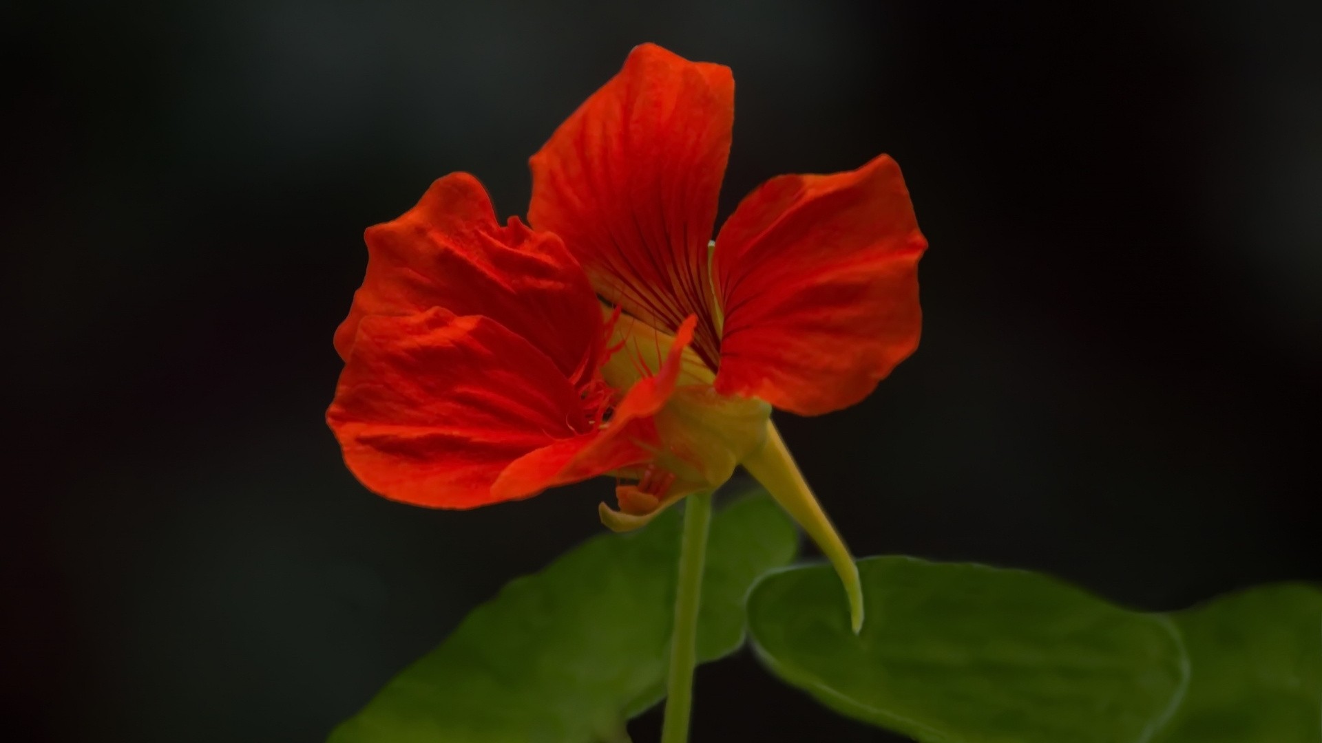 Nasturtium (Tropaeolum majus)