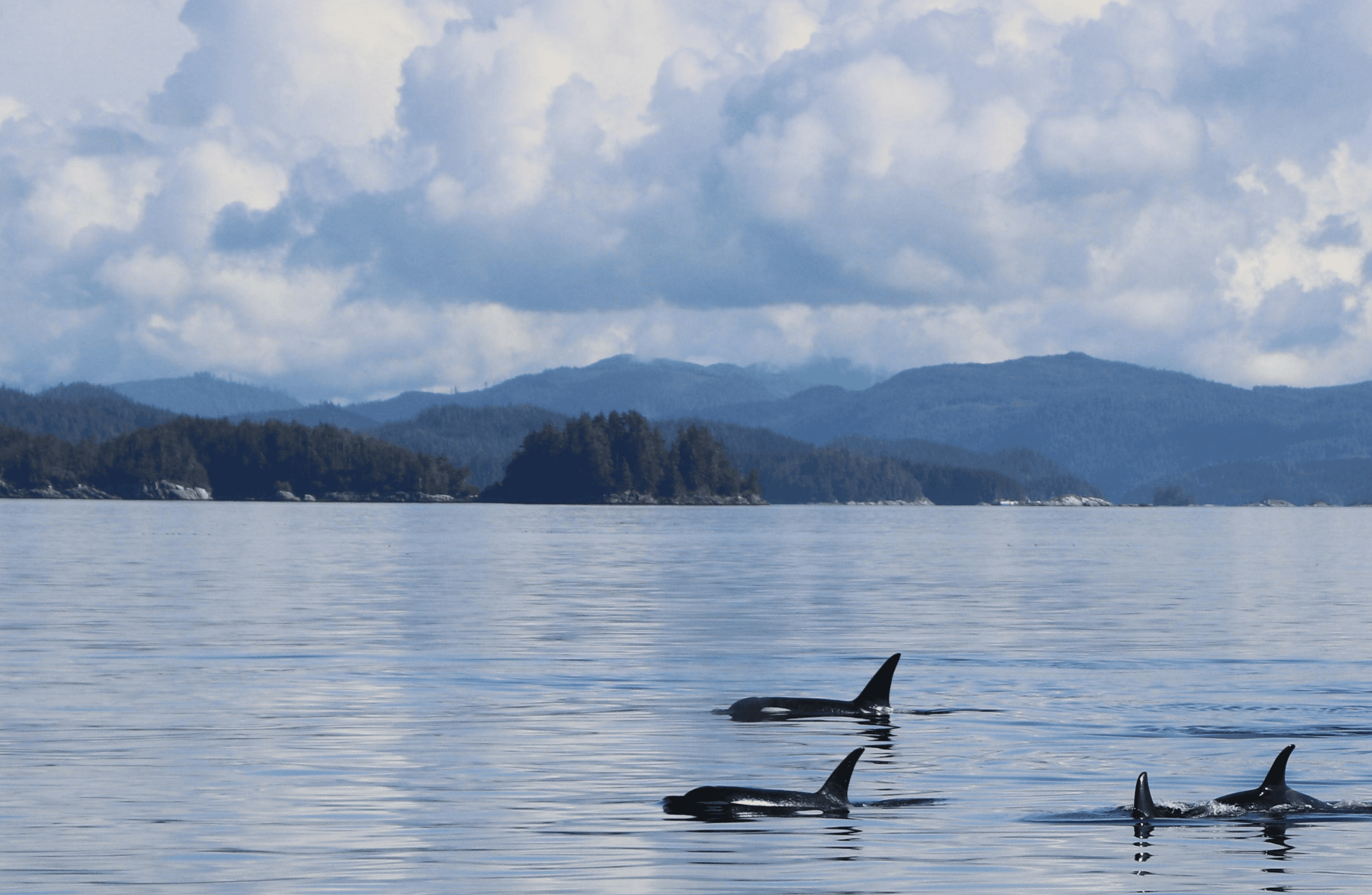 Orca conservation hero image