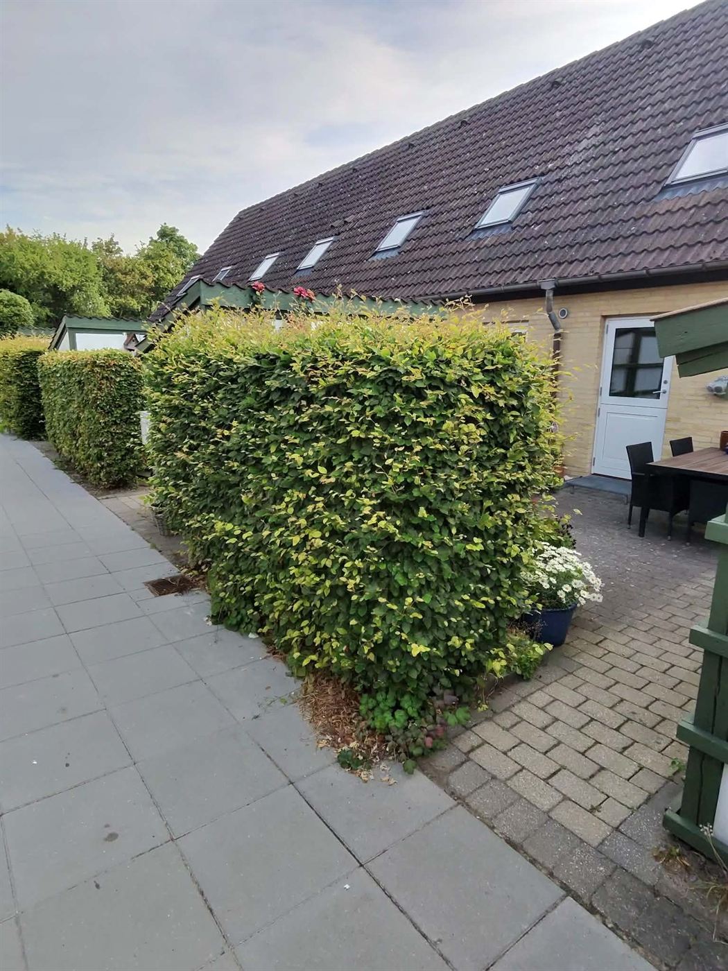 Høj hæk ved terrasse