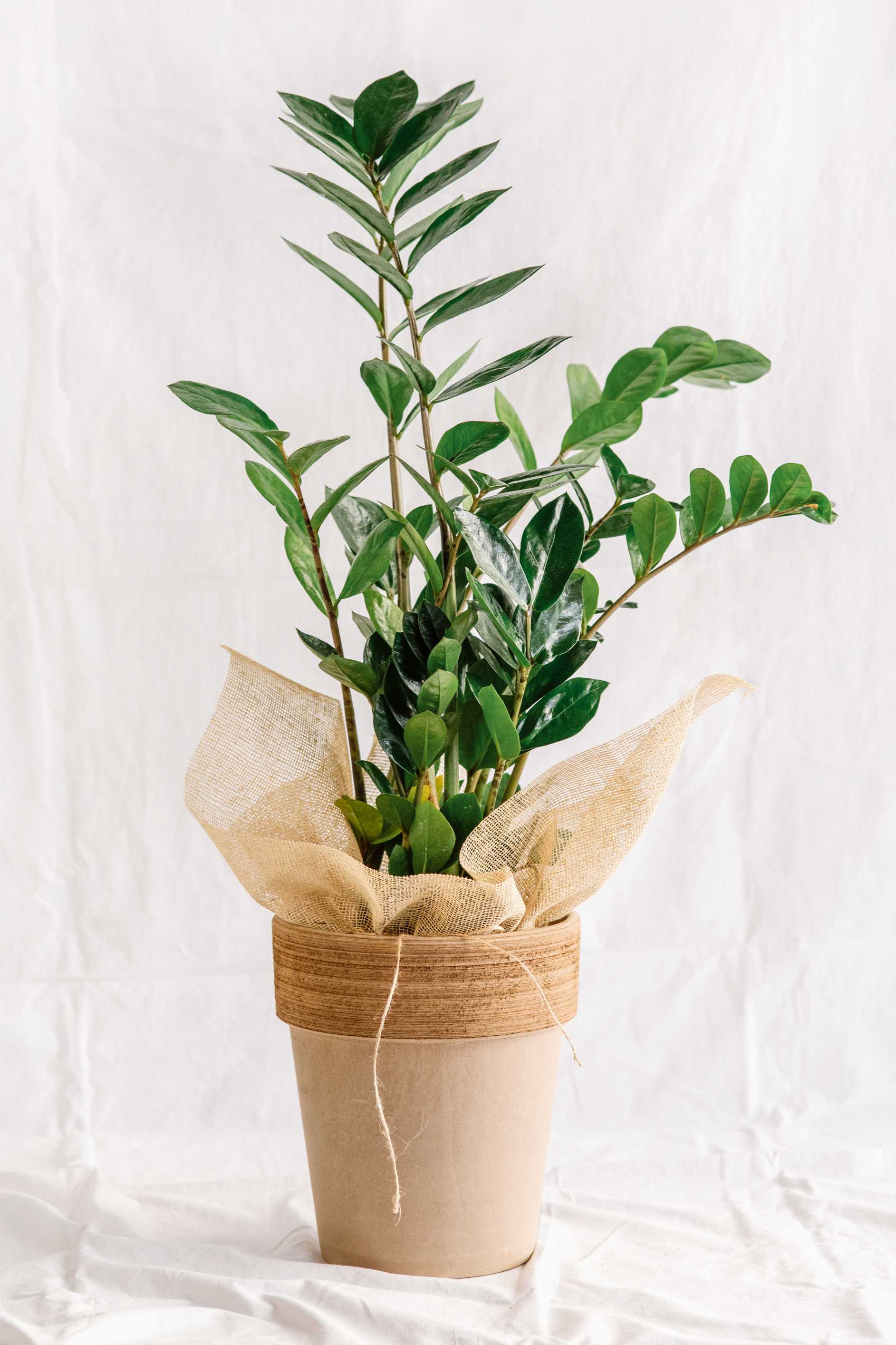 Planta Zamioculca zamiifolia (ZZ plant) en test de terracota amb detall de jute, sobre fons blanc neutre.