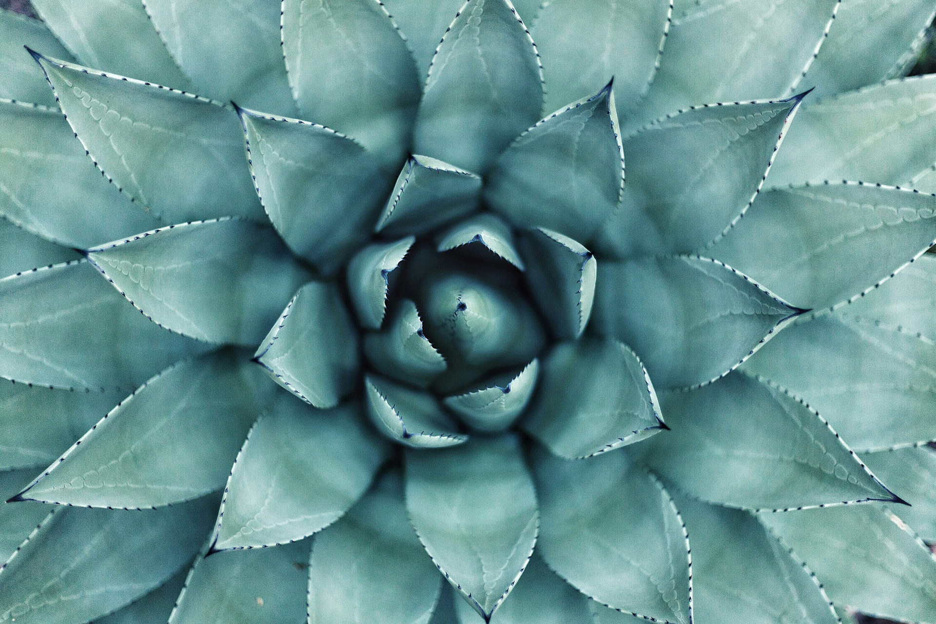 Close-up of Mediterranean succulent plant symbolising natural wellness, calm and organic landscape design.