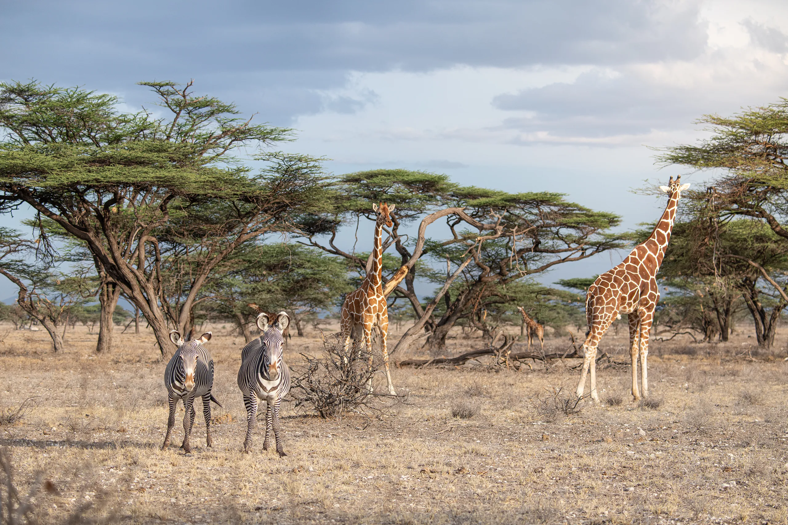 Two giraffes and zebras grazing among the trees in a classic wide Kenyan savannah landscape.