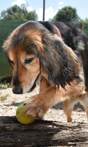 Cockey the pomeranian