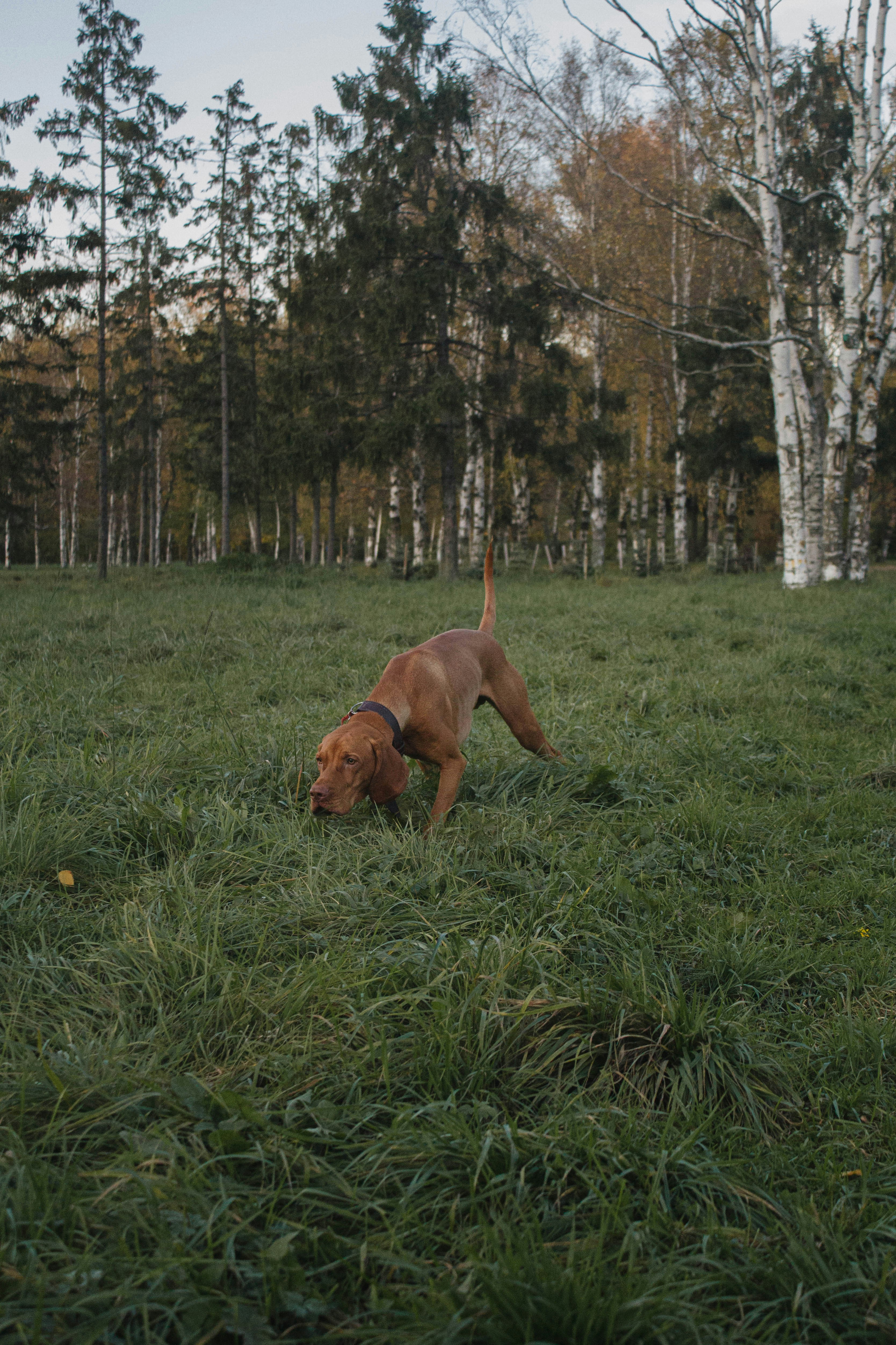 Brauner, kurzhaariger Jagdhund bei der Nachsuche auf einer grünen Wiese.