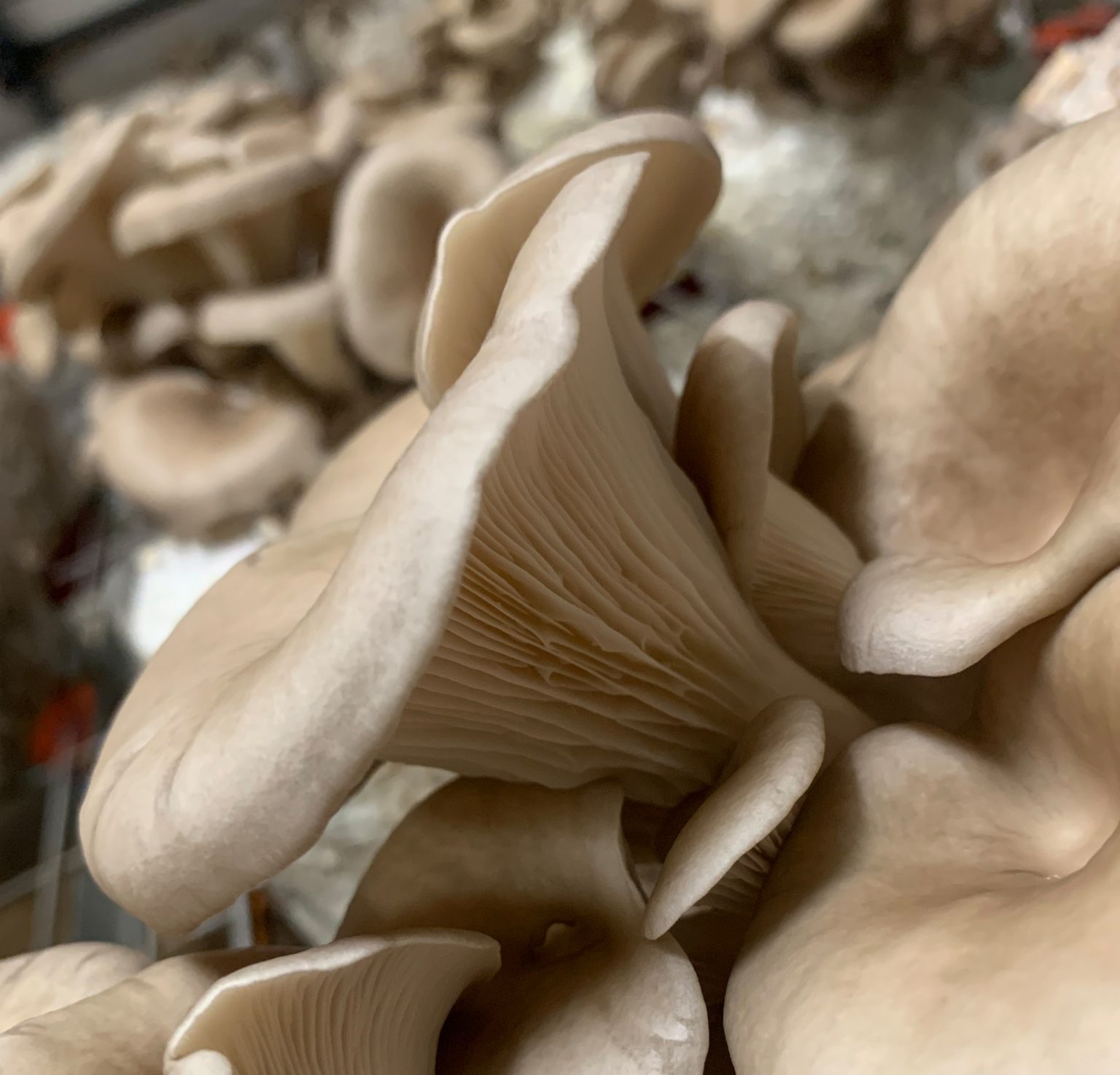 The best mushrooms getting grown at Ard Mhacha Mushrooms Farm for being supplied to As One Restaurant Dublin