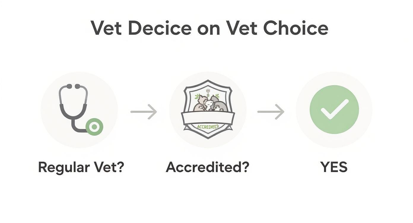 Infographic decision tree showing the path from a regular vet to a USDA accredited vet.