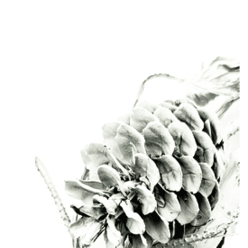 Minimal white dried flower arrangement highlighting form and purity