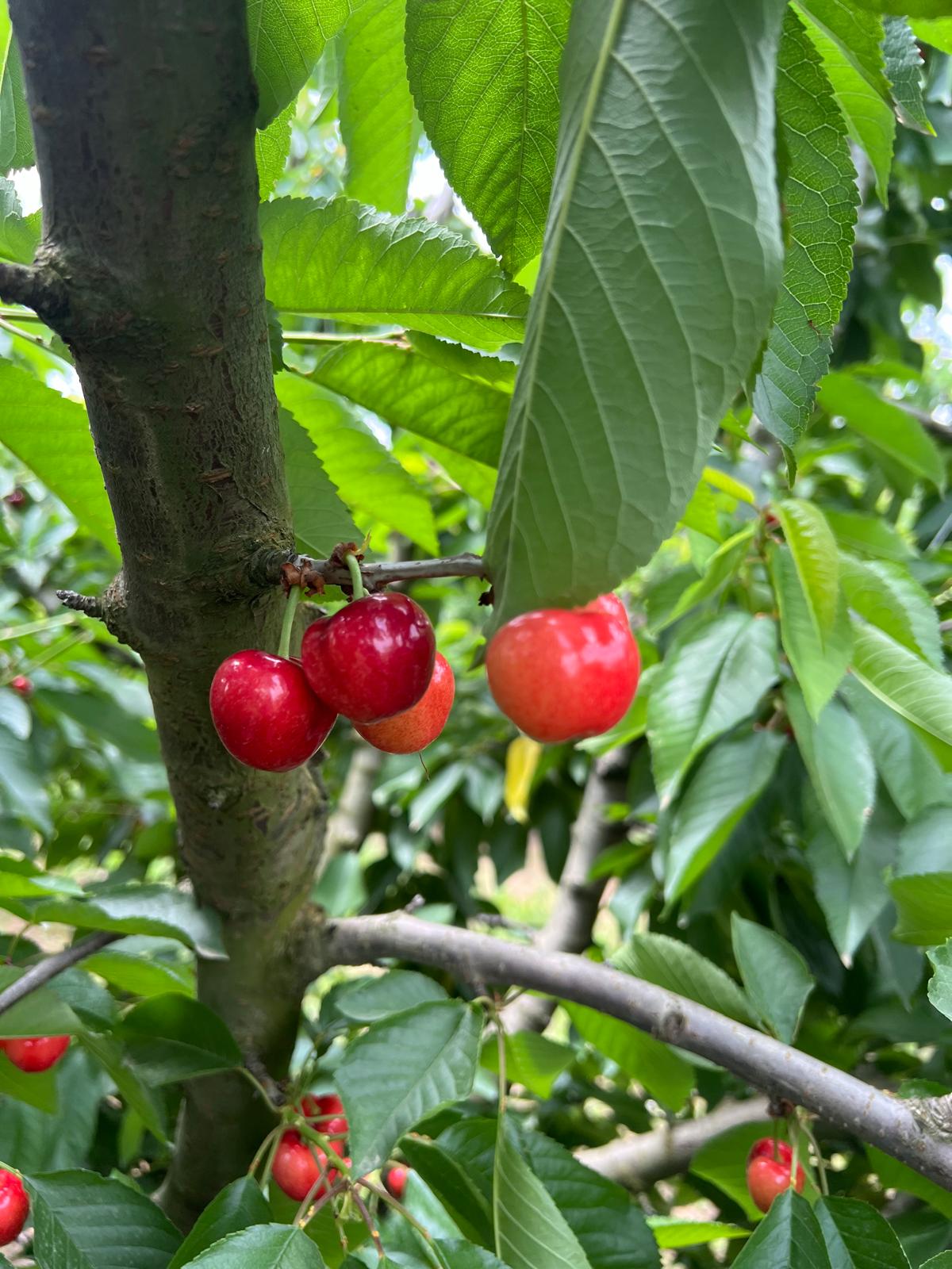 Fresh firm-flesh cherries, Class I export quality.