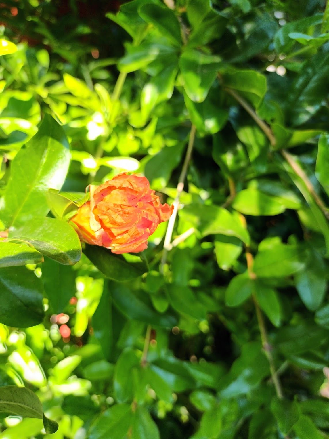Pomegranate on the tree