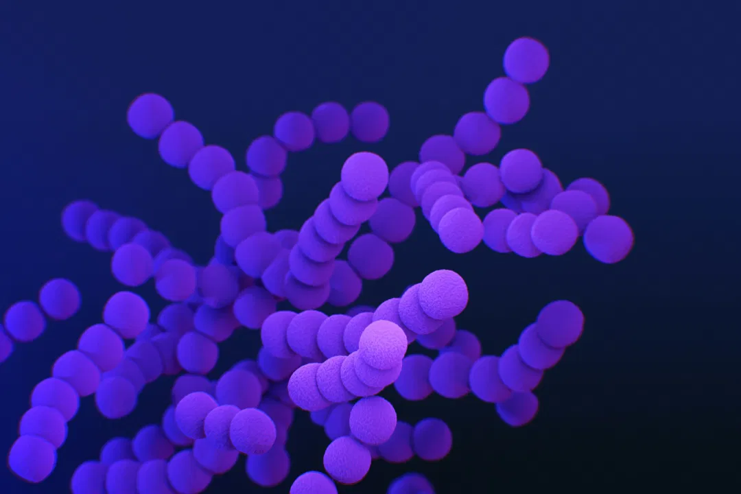 purple bacteria strains