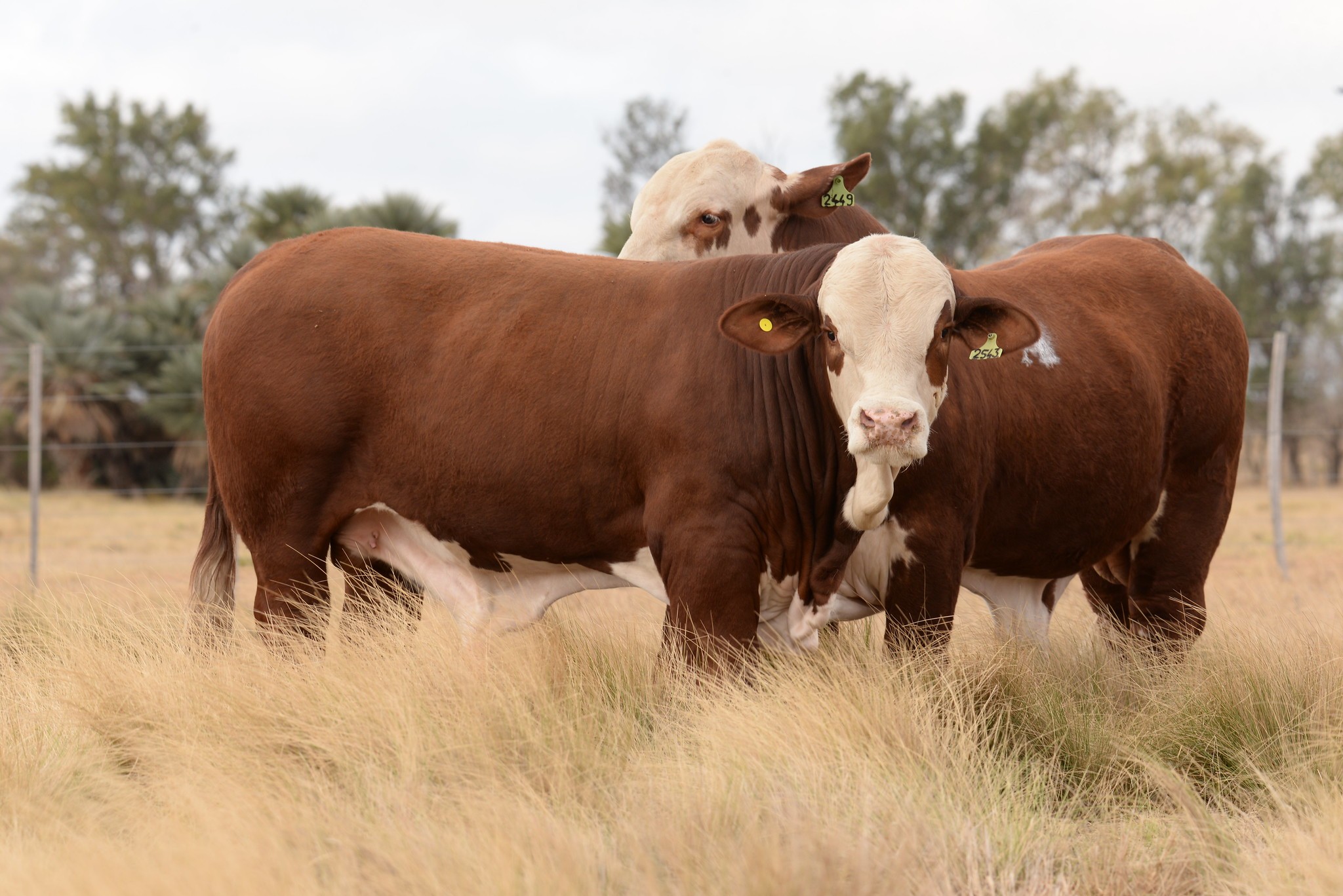 toros argentinos