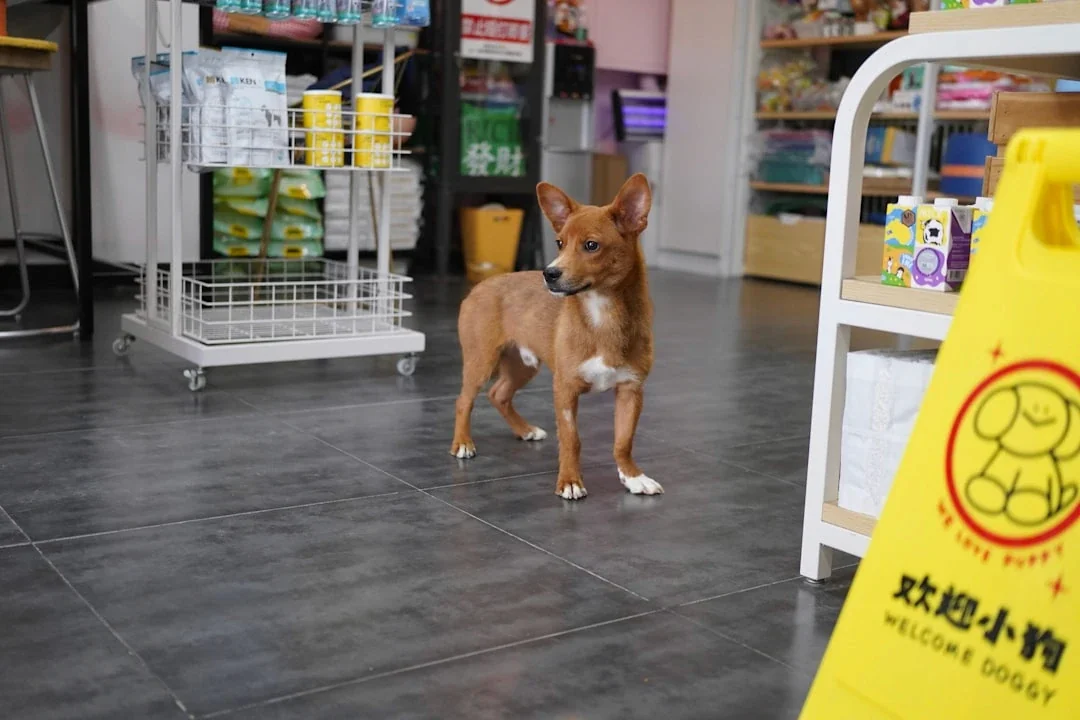 Pet Shop Loyalty Program Examples That Work